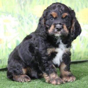 Val - Cocker Spaniel Rüdenwelpe