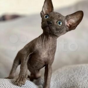 Vera - Sphynx Katzenwelpe (Weiblich)