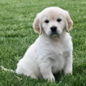 Victoria - Golden Retriever Hündin