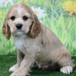 Adam - Cocker Spaniel Rüdenwelpe