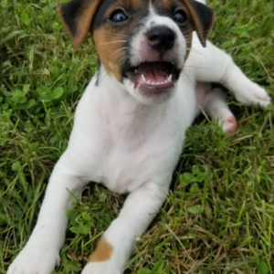 Wayne - Jack Russell Terrier Rüdenwelpe (Zwergpinscher)