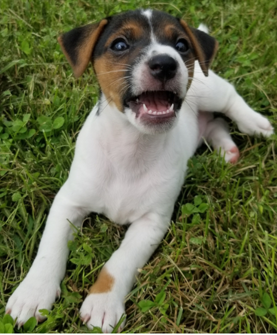 Wayne - Jack Russell Terrier Rüdenwelpe (Zwergpinscher)