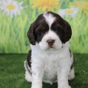 Whitley - Cocker Spaniel Hündin