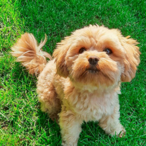 Willi - Bolonka Zwetna Rüdenwelpe