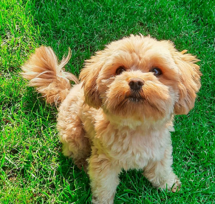 Willi - Bolonka Zwetna Rüdenwelpe