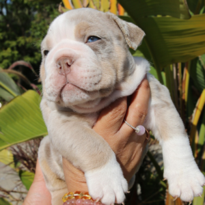 Zeus - Englische Bulldogge Rüdenwelpe
