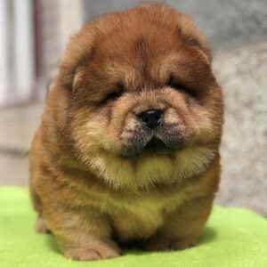 Zoe - Chow Chow Hündin