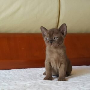 Kitty - Burma Kätzchen (Burmese Kitten) – Weiblich