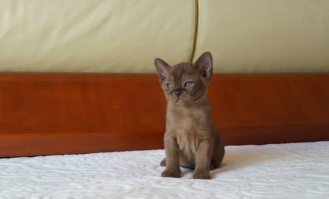 Kitty - Burma Kätzchen (Burmese Kitten) – Weiblich
