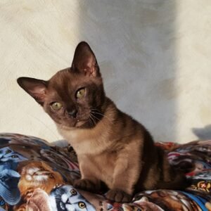 Simba - Burma Kätzchen (Burmese Kitten) – Männlich