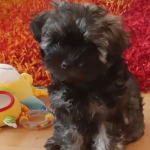 Sunny - Bolonka Zwetna Rüdenwelpe